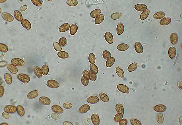 Galerina marginata (Batsch) K�hner